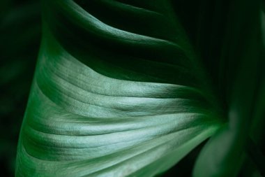 Yeşil yaprakların doğal arka planı, doğa soyut duvar kağıdı.