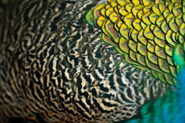 Tavus kuşu tüylerini kapatın. Makro mavi tüy, Tüy, Kuş, Hayvan. Makro fotoğraf.