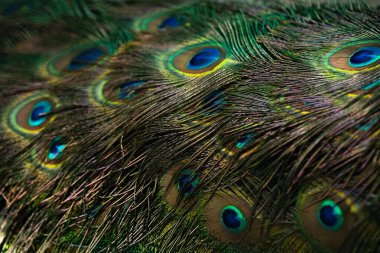 Tavus kuşu tüylerini kapatın. Makro mavi tüy, Tüy, Kuş, Hayvan. Makro fotoğraf.