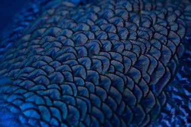 Close up of blue peacock feather. clipart