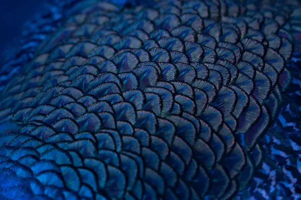 Close up of blue peacock feather.