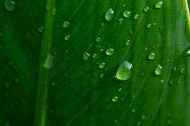 Taze yeşil yaprakların üzerine yağmur damlaları. Yaprakların üzerindeki makro su damlacıkları. Yağmurdan sonra yeşil yaprağın üzerindeki şelale.