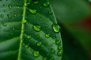 Taze yeşil yaprakların üzerine yağmur damlaları. Yaprakların üzerindeki makro su damlacıkları. Yağmurdan sonra yeşil yaprağın üzerindeki şelale.