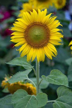 Arazide açan sarı ayçiçekleri.