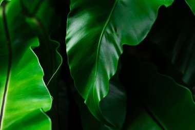 Tropik yapraklar, ormanda koyu yeşil yapraklar. Doğa arkaplanı.