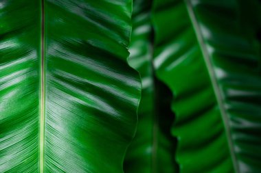 Tropik yapraklar, ormanda koyu yeşil yapraklar. Doğa arkaplanı.