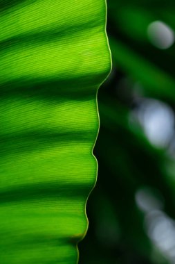Tropik yapraklar, ormanda koyu yeşil yapraklar. Doğa arkaplanı.