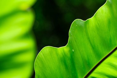 Su damlacıklı yeşil yapraklar. Doğa arkaplanı.