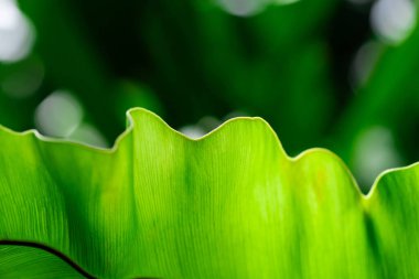 Tropik yapraklar, ormanda koyu yeşil yapraklar. Doğa arkaplanı.
