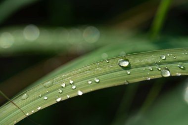 Sabah yağmurdan sonra yeşil çimlerin üzerine su damlaları düşer.