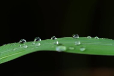 Sabah yağmurdan sonra yeşil çimlerin üzerine su damlaları düşer.
