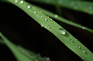 Sabah yağmurdan sonra yeşil çimlerin üzerine su damlaları düşer.