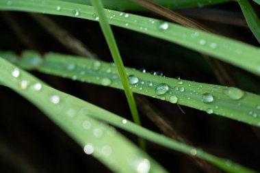 Sabah yağmurdan sonra yeşil çimlerin üzerine su damlaları düşer.