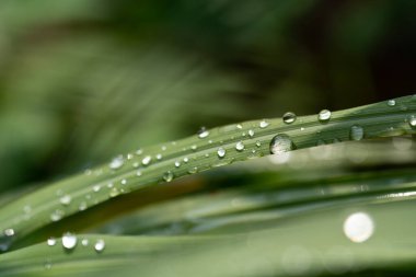 Sabah yağmurdan sonra yeşil çimlerin üzerine su damlaları düşer.