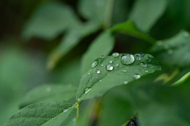 Sabah yağmurdan sonra yeşil çimlerin üzerine su damlaları düşer.