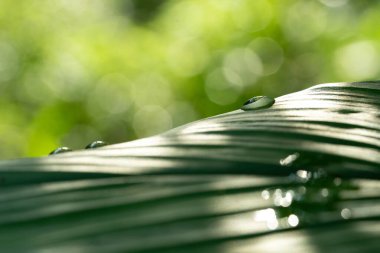 Yağmurlu günlerde doğal arka plan için su damlaları olan yakın çekim yeşil yaprak.