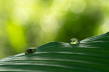 Yağmurlu günlerde doğal arka plan için su damlaları olan yakın çekim yeşil yaprak.