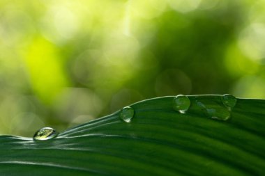 Yağmurlu günlerde doğal arka plan için su damlaları olan yakın çekim yeşil yaprak.