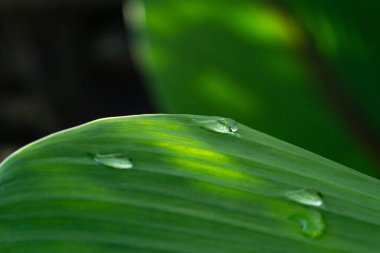 Yağmurlu günlerde doğal arka plan için su damlaları olan yakın çekim yeşil yaprak.