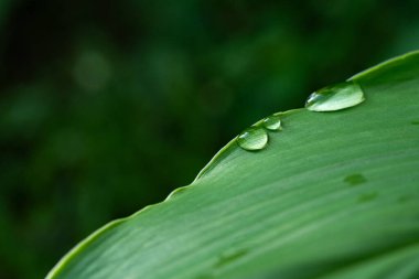 Yağmurlu günlerde doğal arka plan için su damlaları olan yakın çekim yeşil yaprak.