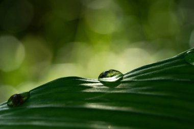 Yağmurlu günlerde doğal arka plan için su damlaları olan yakın çekim yeşil yaprak.