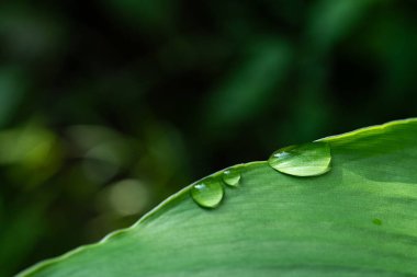 Yağmurlu günlerde doğal arka plan için su damlaları olan yakın çekim yeşil yaprak.