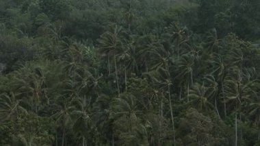 Ağaç ormanı ve dağın üzerinde yağmur ve sis.