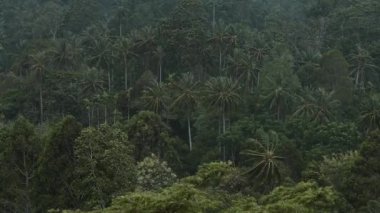 Ağaç ormanı ve dağın üzerinde yağmur ve sis.