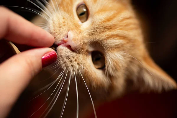 손으로 먹이를 장난기있는 고양이의 — 스톡 사진