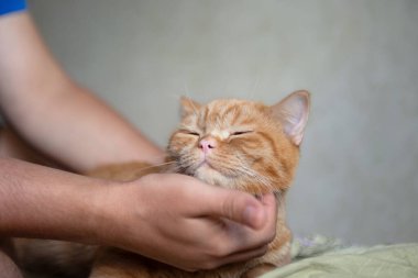 Ginger kitten likes being pets by male hand. Purebed british shorthaired cat.