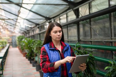 Serada çalışan bir kadın, bitkileri tabletle kontrol ediyor..