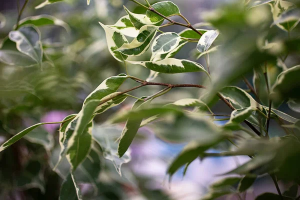 Fotografía Cerca Los Brotes Ficus Macetas Invernadero Antecedentes Hojas Verdes — Foto de Stock