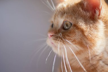 Portre resminin yakın plan fotoğrafı, pastel arka planda yeşil gözlü kızıl kedi yavrusu..