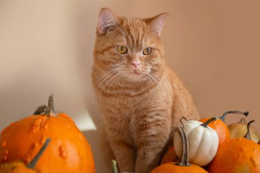Turuncu balkabaklarının içinde oturan kızıl kedi yavrusunun yakın plan fotoğrafı..