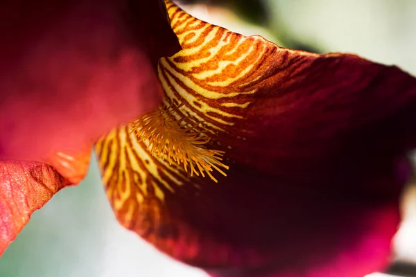 Closeup Photography Macro Petals Iris Good Natural Background — Stok fotoğraf