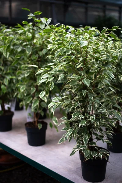 Stock image Several ficus trees in pots in the greenhouse,vertical photography.