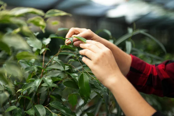 Stock image Anonymous woman hands care by ficus leaves in greenhouse.