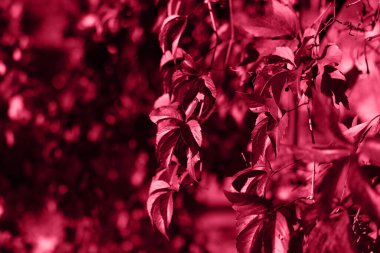 Kıyafet fotoğrafçılığı yaban üzüm yaprakları, moda rengi 2023.