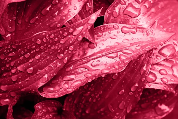 単色の赤い色で雨滴と光沢のある葉のマクロ写真 2023の流行 — ストック写真