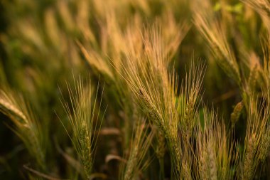 Spica 'nın yakın çekim fotoğrafları güneş ışığında yıkanan başları.