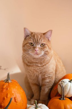 Turuncu balkabaklarının içinde oturan kızıl kedi yavrusunun yakın plan fotoğrafı..