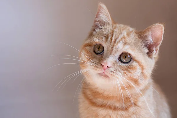 Closeup photography of ginger kitten on beige background.