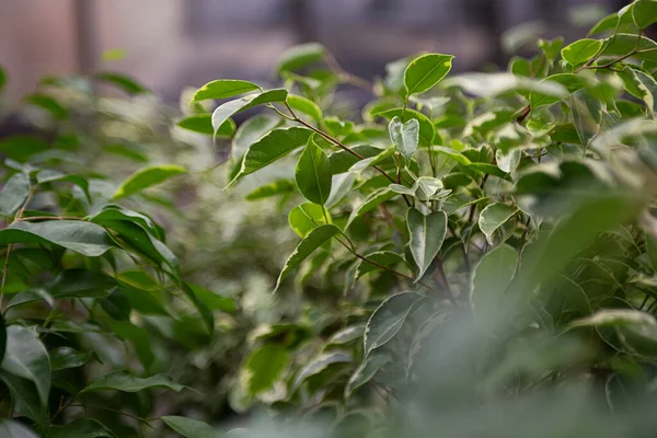 Fotografía Cerca Los Brotes Ficus Macetas Invernadero Antecedentes Hojas Verdes — Foto de Stock