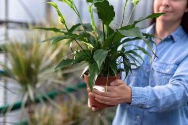 Saksıda spathiphyllum olan serada isimsiz bir kadın..