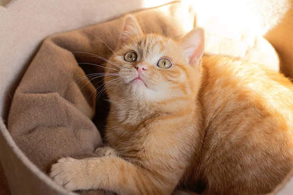 Pequeño Gato Pelirrojo Sentado Sofá Mirando Hacia Arriba — Foto de Stock