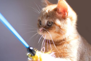 Küçük kızıl kedi pofuduk oyuncaklarla oynuyor..