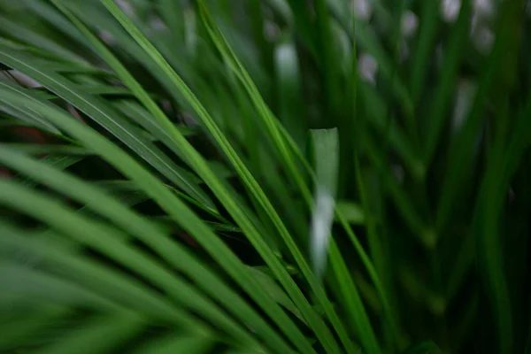 Přírodní Pozadí Palmových Listů — Stock fotografie