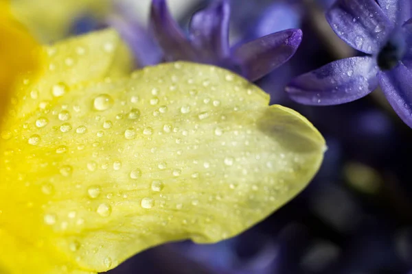 黄色の水仙や紫色の花からの自然な背景 — ストック写真