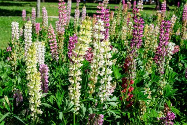 Lupinus 'un birçok canlı pembe çiçeği, lupin ya da lupin olarak bilinir, tam çiçeklenme ve yeşil çimlerde güneşli bir bahar bahçesinde, güzel bir açık hava çiçekli arka planda.