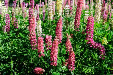 Lupinus 'un birçok canlı pembe çiçeği, lupin ya da lupin olarak bilinir, tam çiçeklenme ve yeşil çimlerde güneşli bir bahar bahçesinde, güzel bir açık hava çiçekli arka planda.